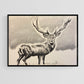 Buck
